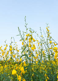 Image result for Crotalaria chirindae