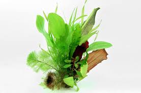This lovely species vary in height from 4 to 12 inches, depending on conditions in the tank. Plant Database Dennerle