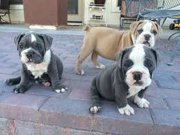 Puppy is available to go now. Buckeye Az Bulldogges English Bulldog Puppy English Bulldog Bulldog