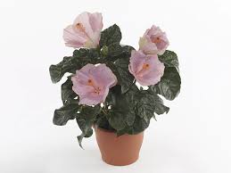 Image result for Hibiscus torrei