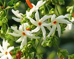 Parijata Incense Flower Seeds Fragrant Flowers Jasmine Flower