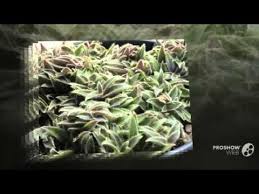 Image result for Cyanotis sp. aff. C. lapidosa