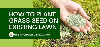 Check spelling or type a new query. Overseeding Lawn How To Plant Grass Seed On Existing Lawn