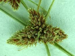 Image result for Lipocarpha