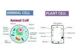 Preparing and examining slides of animal cells aim : Cell Organization Online Presentation