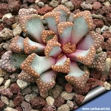 Image result for Xerophyta schlechteri
