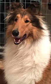 Collie in dogs & puppies for sale. Collie Puppies For Sale Pittsburgh Pa 269692 Petzlover