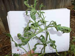 We did not find results for: What Deformed And Ruined 16 Of Our 18 Tomato Plants 202633 Ask Extension