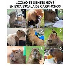 Classification selon catalogue of life règne animalia embranchement chordata classe mammalia ordre rodentia famille caviidae genre hydrochoerus espèce hydrochoerus hydrochaeris (linnaeus , 1766) synonymes hydrochaeris hydrochaeris (linnaeus, 1766) hydrochoeris capybara (pallas. Parque De Dispersiones Cuentenos Como Se Sienten Hoy En Escala Carpincho A Nosotres Nos Caracteriza El 9 Y Si Hubiera Uno Con Birra Y Faso Claramente Tambien