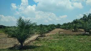 Post your classified ad for free in various categories like mobiles, tablets, cars, bikes, laptops, electronics, birds, houses, furniture, clothes, dresses for sale in. Tanjong Karang Agriculture Land Tanjong Karang Kuala Selangor Selangor Agricultural Lands For Sale By Jack Rm 200 000 29289851
