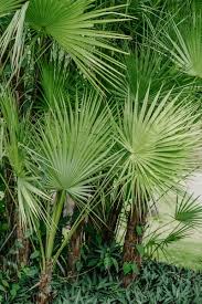 Image result for Acoelorrhaphe wrightii