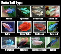 Female betta fish, on the other hand, are not very antagonistic, and will do well when placed together, although a pecking order will be established in the community tank over a period of time. Female Tail Types Betta Fish Types Betta Fish Tank Betta