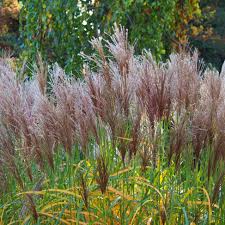 Image result for Miscanthus violaceus