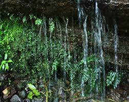 Image result for Hymenophyllum triangulare