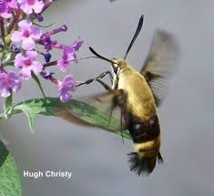 Maybe you would like to learn more about one of these? Hummingbird Moth