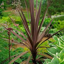 Cordyline Flower Pruning Best Flower Wallpaper