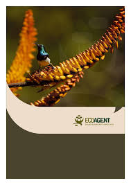 Image result for Ptycholobium plicatum