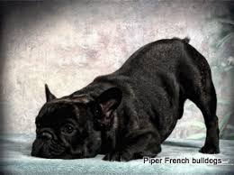 We love our french bulldog from imperial kennels!! Minnesota French Bulldog Breeder Akc French Bulldogs Piper French Bulldogs