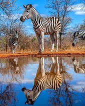8 145 Vind Ik Leuks 44 Opmerkingen Wildlife Animals Wildlife Hd Op Instagram Photo By Zali Photo Indlovu River In 2020 Wildlife Animals Animals Game Reserve