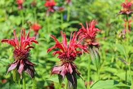 Bee balm is a member of the mint family, and is also called bergamot. 12 Ways To Use Bee Balm