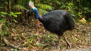 Iluminasi.com kongsikan 6 monyet paling pelik di dunia. Cassowary Adalah Burung Paling Berbahaya Di Dunia