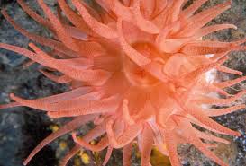 Image result for Anemone transvaalensis