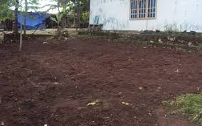 Untuk lebih jelasnya simak artikel tentang cara menanam cabe rawit berikut ini. Cara Menanam Cabe Rawit Di Gunung Agar Hasil Panen Melimpah