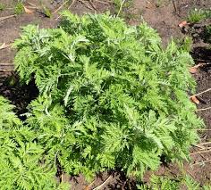Image result for Artemisia afra