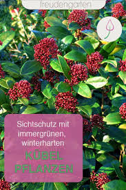 Immergrune Kubelpflanzen Kubelpflanzen Pflanzen Winterharte Pflanzen