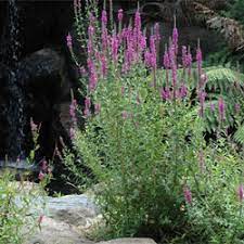 Maybe you would like to learn more about one of these? Lythrum Salicaria Growing Native Plants