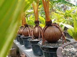 Bonsai kelapa menjadi salah satu tanaman hias yang paling banyak diminati, bonsai sendiri memliki arti sebagi tanaman hias yang berada di pot. Bonsai Kelapa Tanaman Cantik Yang Mudah Dibuat Blog Ruparupa