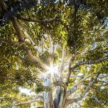 Tree Dedication in Memory of Nelson Darling