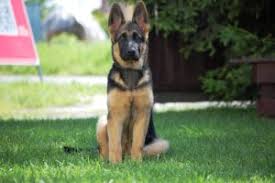 How do you know what color a german shepherd will be? 13 Most Popular German Shepherd Colors Animal Corner