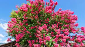 By beth krietsch updated may 19, 2020 | advertiser disclosure. 5 Trees That Bloom All Summer Woman Elan Vital Davao Lifestyle Blog