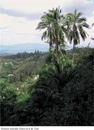 Image result for Lepidotrichilia volkensii