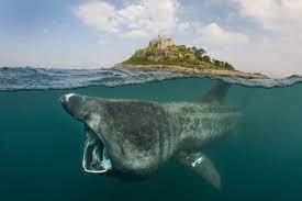 At the top of the food chain, whales play a vital role in the overall health of the environment. 10 Sea Creatures You Ll Find On The Welsh Coast Hungrycityhippy