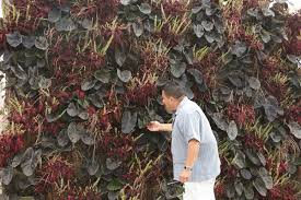 Image result for Coleus buchananii