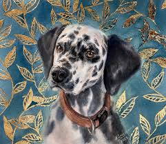 Image result for dalmatin