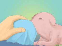 How To Care For Newborn Puppies Newborn Puppies Pregnant Dog Puppies