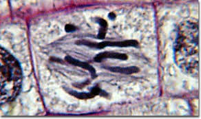 Onion root tip mitosis metaphase. Molecular Expressions Photo Gallery Mitosis