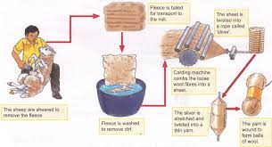 Process Of Obtaining Wool From Sheep A Plus Topper Sheep Wool Animal Fibres