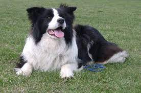 Border Collie Dog Breed Information And Pictures Petguide Collie Border Collie Dog Collie Dog