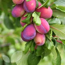The reason it is important in growing fruit trees is that fruit will not form properly or at all unless seed is produced and seed will usually not form unless pollination takes place. Plum Victoria Self Fertile Fruit Trees For Sale Blackmoor