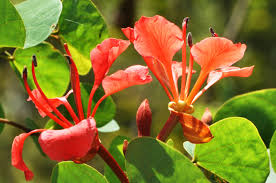 Image result for Bauhinia galpinii