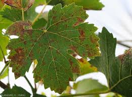 Image result for peronospora grapevine