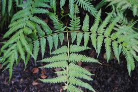 Image result for Pteris buchananii