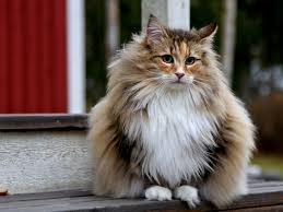 Overall description the domestic longhair is basically a domestic shorthair with fancier, longer fur. 25 Cat Breeds With The Longest Life Spans