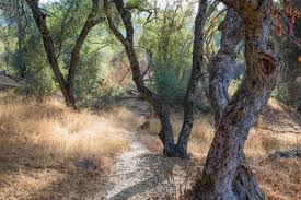Maybe you would like to learn more about one of these? National Park Nature Walks A New Pop Up Podcast Series Scientific American