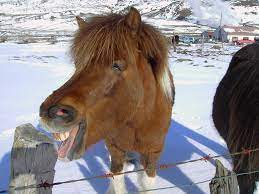 ehhehe | happy horse | dimma | Flickr