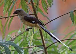 Jika anda mencari gambar sangkar burung pentet maka anda berada di tempat yang tepat. Tangkar Uli Kalimantan Wikipedia Bahasa Indonesia Ensiklopedia Bebas